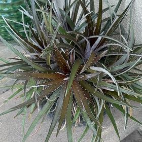 Photo of the plant species Grape Jelly Dyckia by @ActiveCapemay42 named Grape on Greg, the plant care app