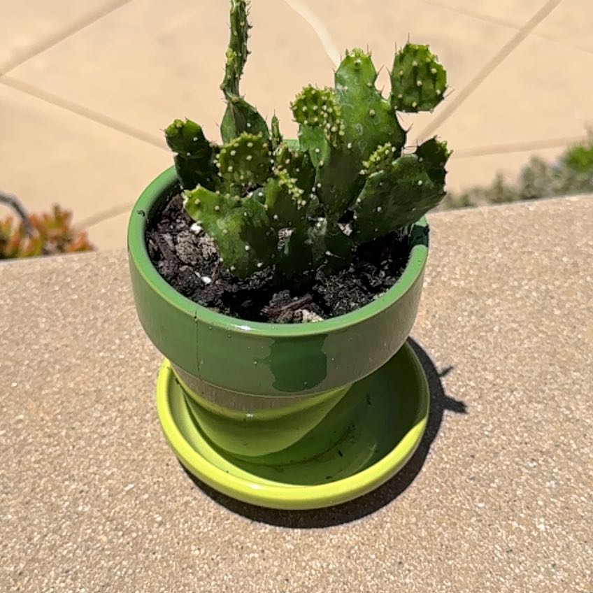 Photo of the plant species Argentine Opuntia by @ActiveCapemay42 named Evita on Greg, the plant care app