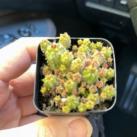 Photo of the plant species Corncob Cactus by @ActiveCapemay42 named Darwin on Greg, the plant care app