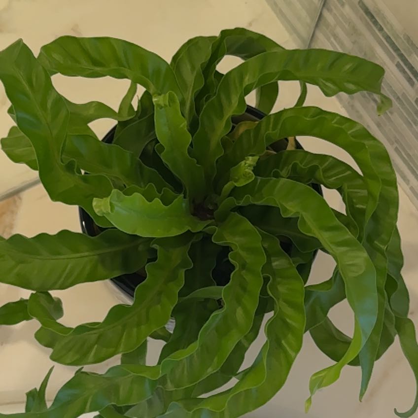 Photo of the plant species Hurricane Fern by @ActiveCapemay42 named Austen on Greg, the plant care app