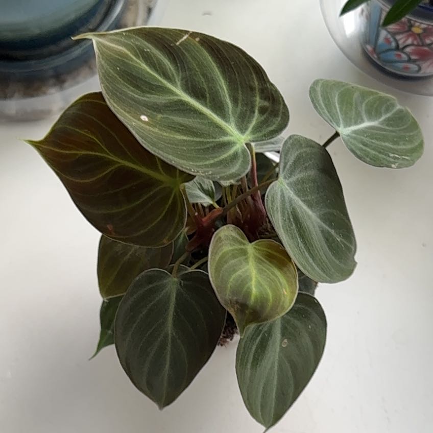 Photo of the plant species Philodendron El Choco Red by @ActiveCapemay42 named Mars on Greg, the plant care app