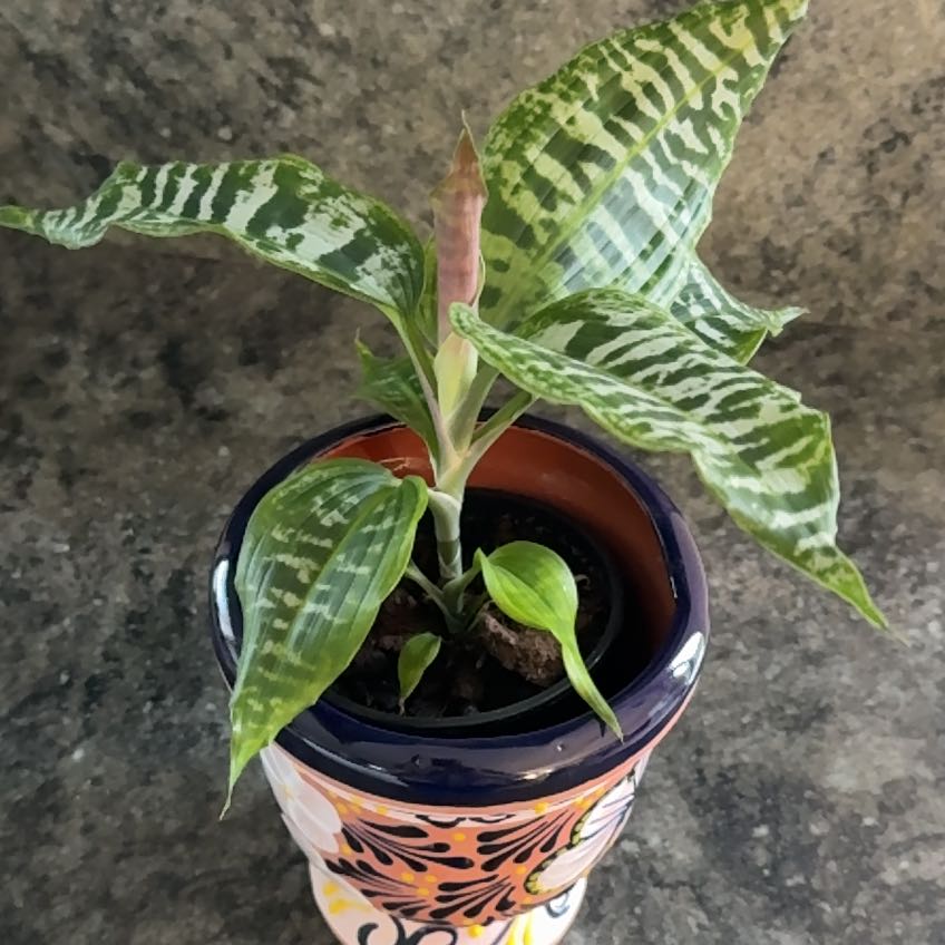 Photo of the plant species Zebra Striped Dragon Tree by @ActiveCapemay42 named Zigzag on Greg, the plant care app