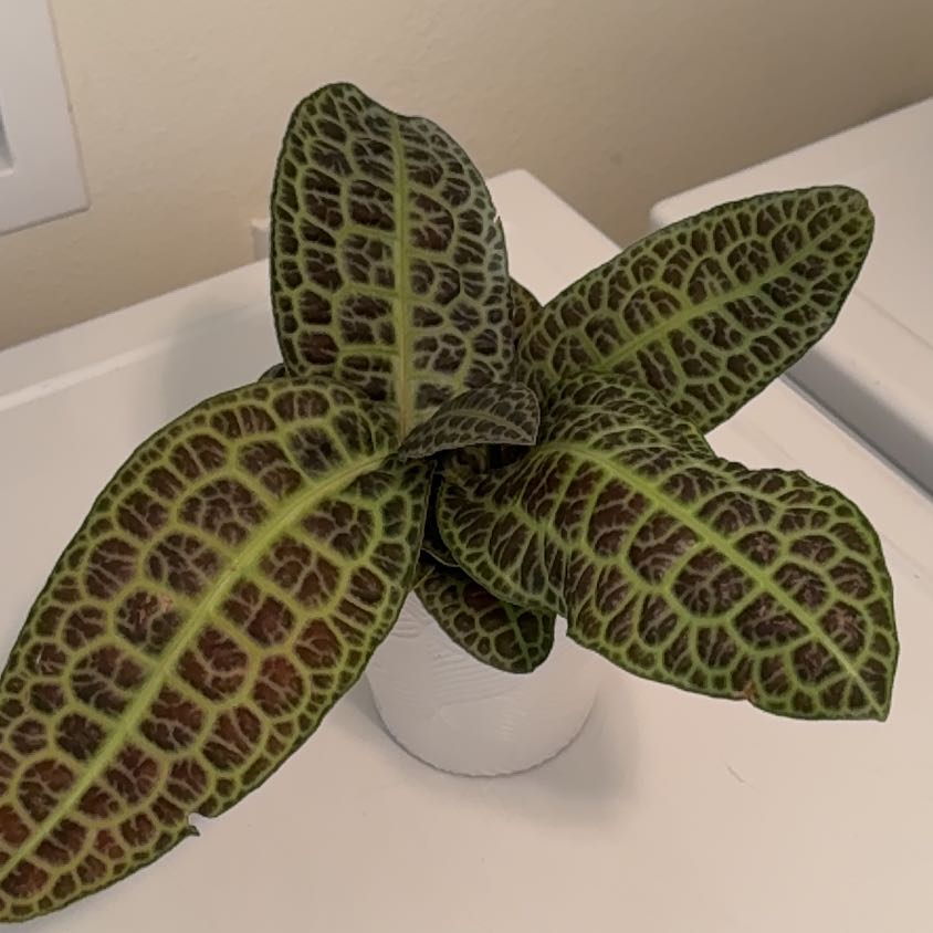 Photo of the plant species Labisia by @ActiveCapemay42 named Kura Kura on Greg, the plant care app