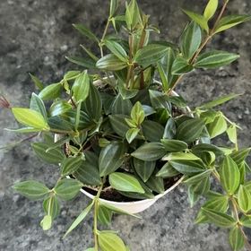 Photo of the plant species Peperomia 'Funky Frog' by @ActiveCapemay42 named Froggy on Greg, the plant care app