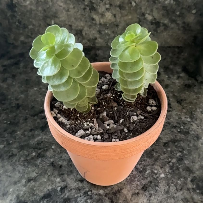 Photo of the plant species Portulaca molokiniensis 'Maraca' by @ActiveCapemay42 named Molokai on Greg, the plant care app