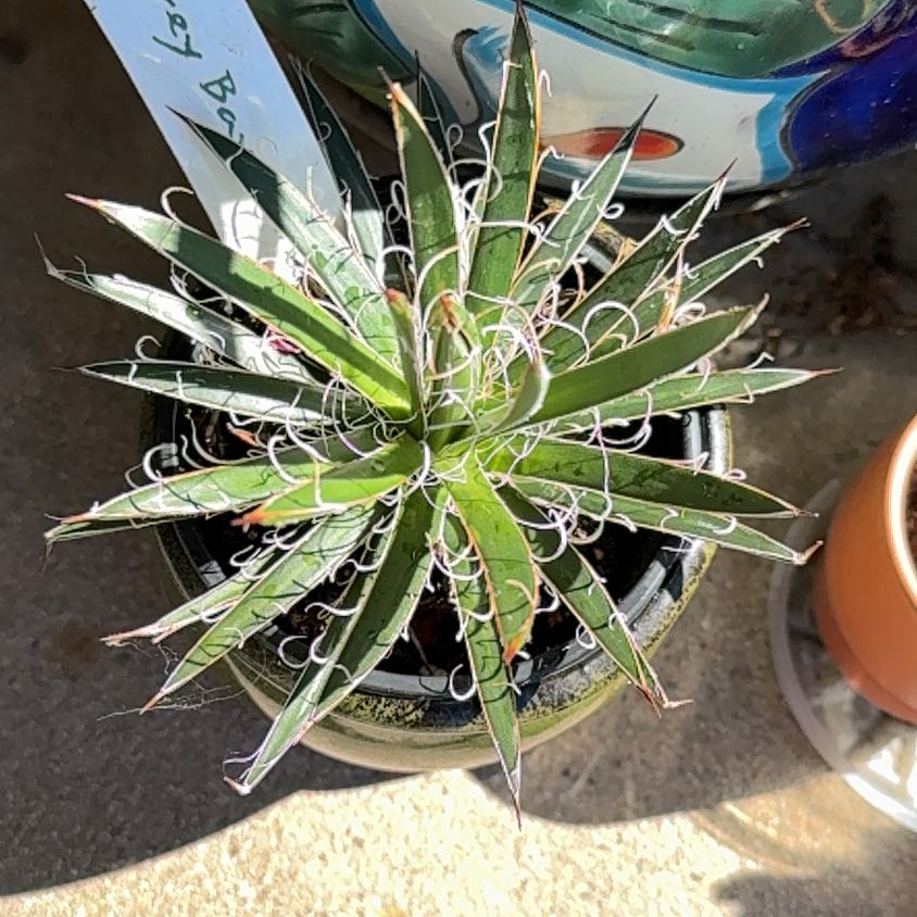 Photo of the plant species Leopold Agave by @ActiveCapemay42 named Leopold on Greg, the plant care app