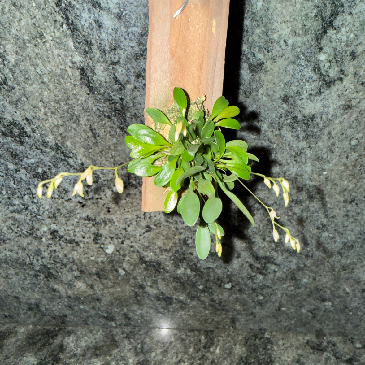 Photo of the plant species Pleurothallis Grobyi by @ActiveCapemay42 named Grobyi on Greg, the plant care app