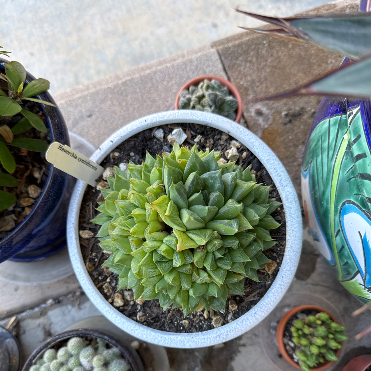 Photo of the plant species Variegated Cathedral Window Haworthia by @ActiveCapemay42 named Scarlett on Greg, the plant care app