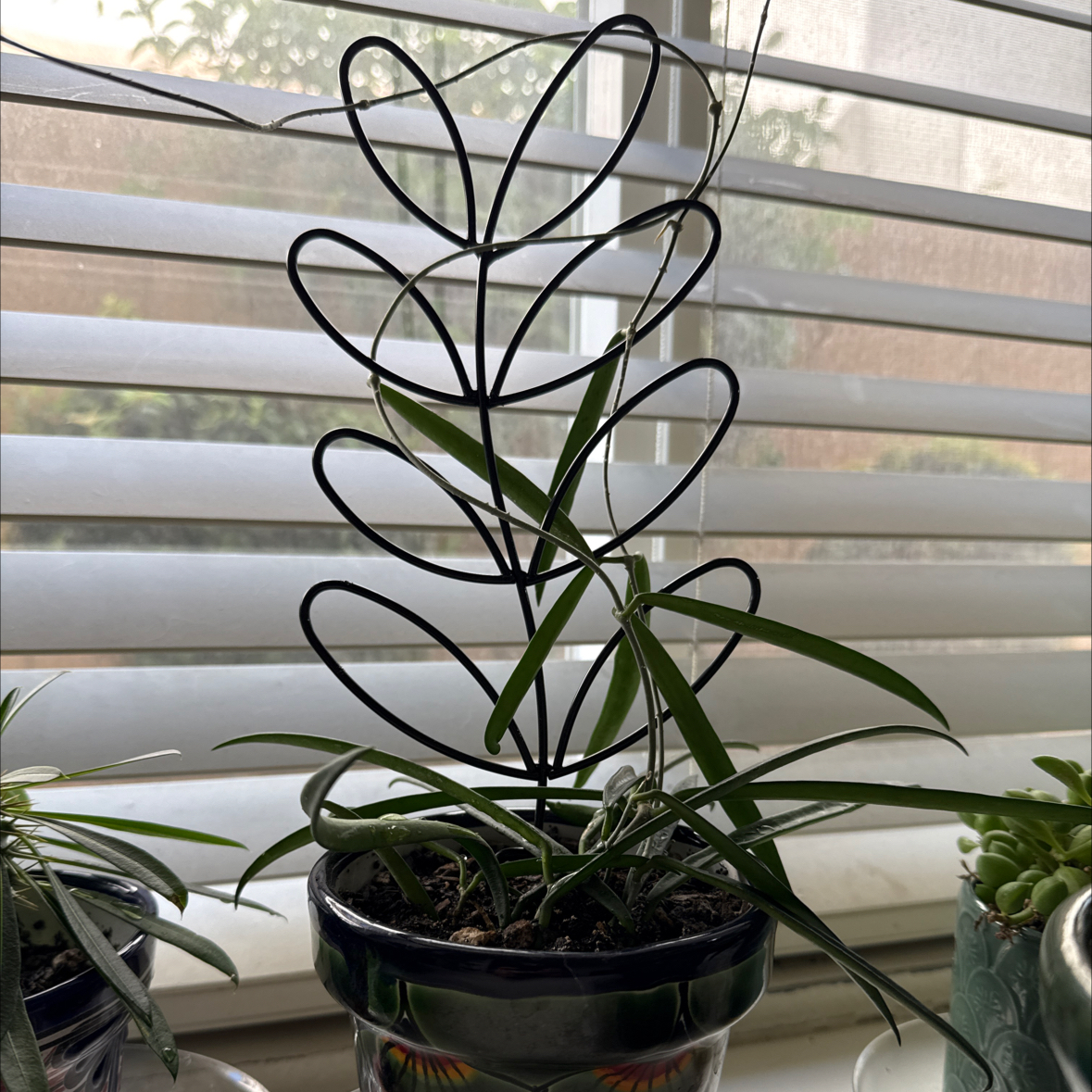 Photo of the plant species Hoya shepherdii by @ActiveCapemay42 named Shepherd on Greg, the plant care app