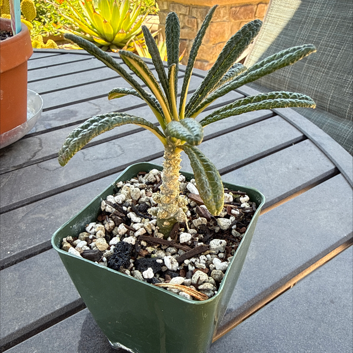 Photo of the plant species Dorstenia gigas by @ActiveCapemay42 named Gigas on Greg, the plant care app