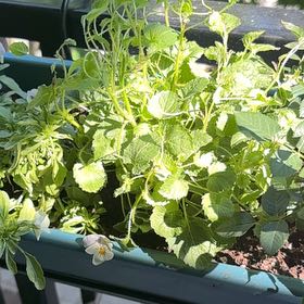Photo of the plant species Carpathian Bellflower 'Rapido Blue' by @CrispBluebean52 named Rapido Blue on Greg, the plant care app