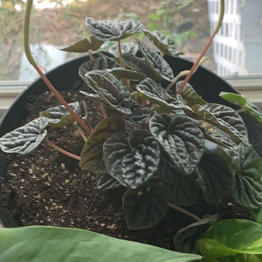 Photo of the plant species Peperomia caperata 'Punto Grigio' by @ImmortalIcarus named Lavender on Greg, the plant care app