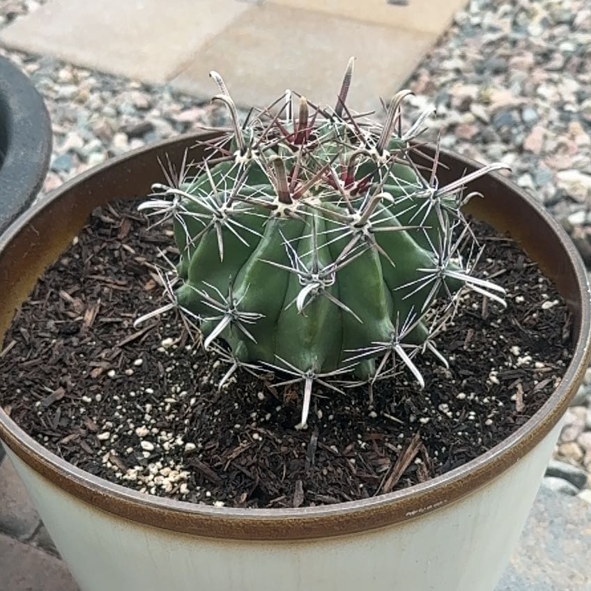 Photo of the plant species Barrel Cactus by @Katiejean88 named Sigmund on Greg, the plant care app