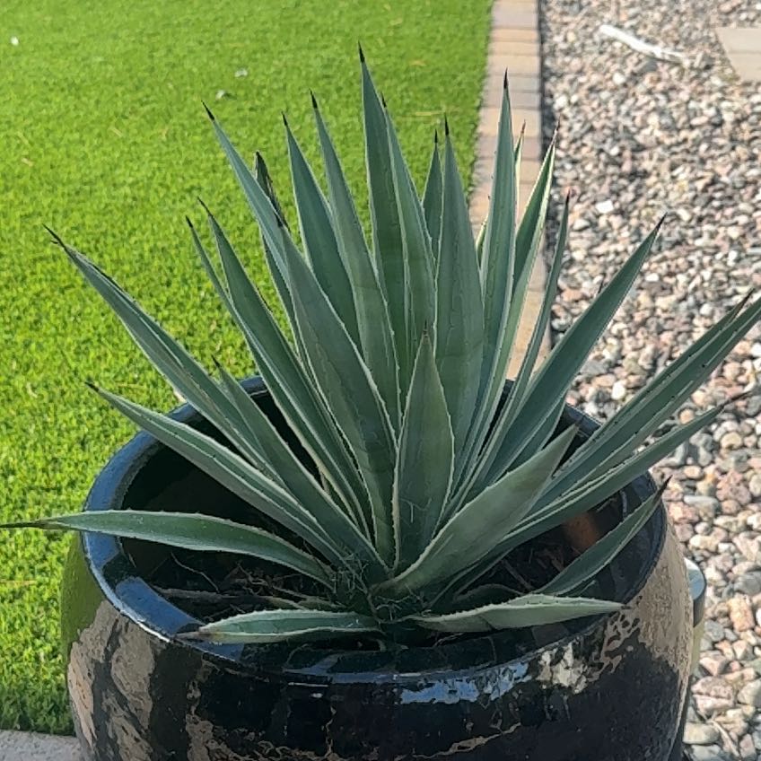 Photo of the plant species Sisal by @Katiejean88 named Nemo on Greg, the plant care app