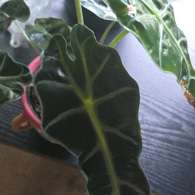 Photo of the plant species Africian Black Mask by @ComicLoquat84 named Sonora on Greg, the plant care app