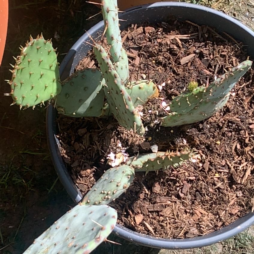 Photo of the plant species Prickly Pear Amethyst Wave by @HipPlanty62 named Peary on Greg, the plant care app