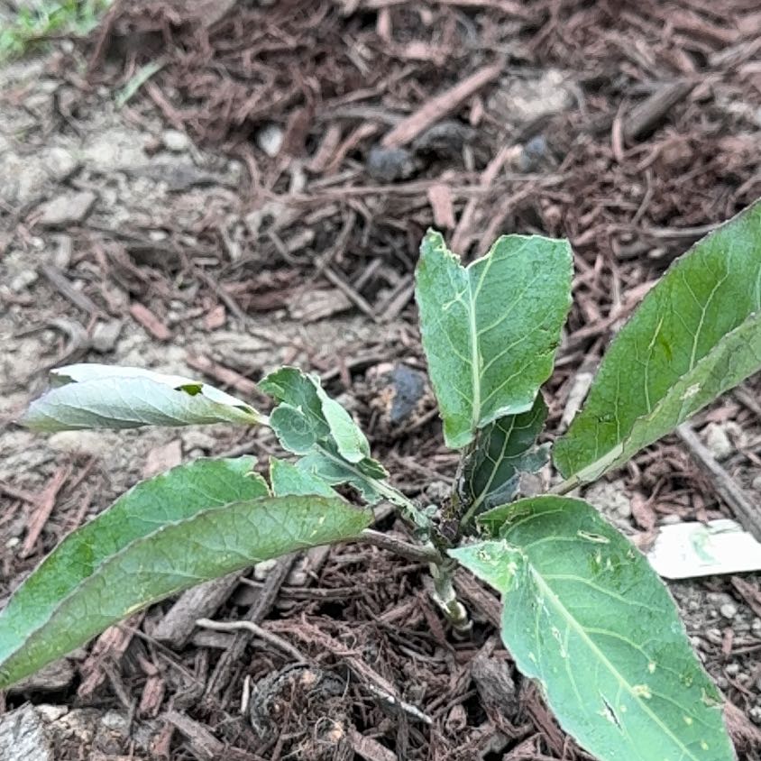 Photo of the plant species Cauliflower 'Snowball' by @FunSweetleaf16 named Luna on Greg, the plant care app