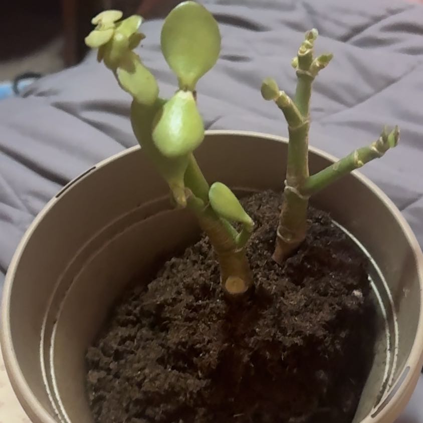 Photo of the plant species Jade Plant by @GuruThemiller2 named Denali on Greg, the plant care app