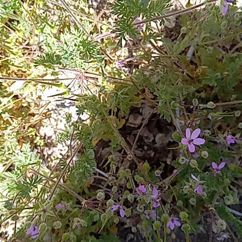 Photo of the plant species Common Stork's Bill by @PetJicaro65 named Nemo on Greg, the plant care app