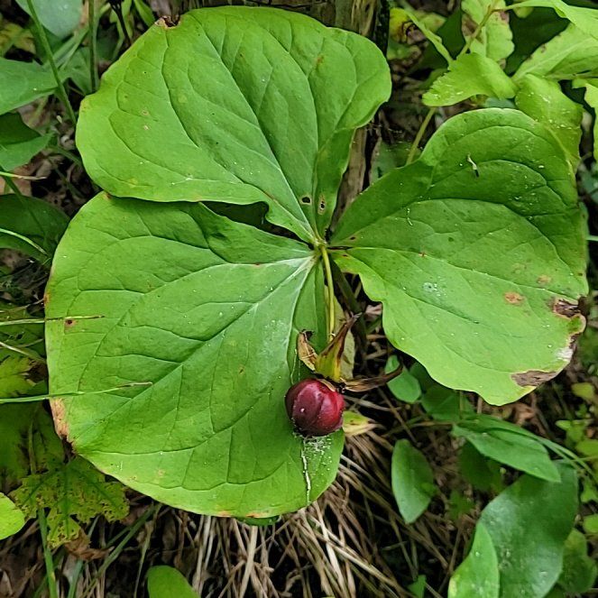 Photo of the plant species Red Trillium by @VitalBlue99 named Xena on Greg, the plant care app