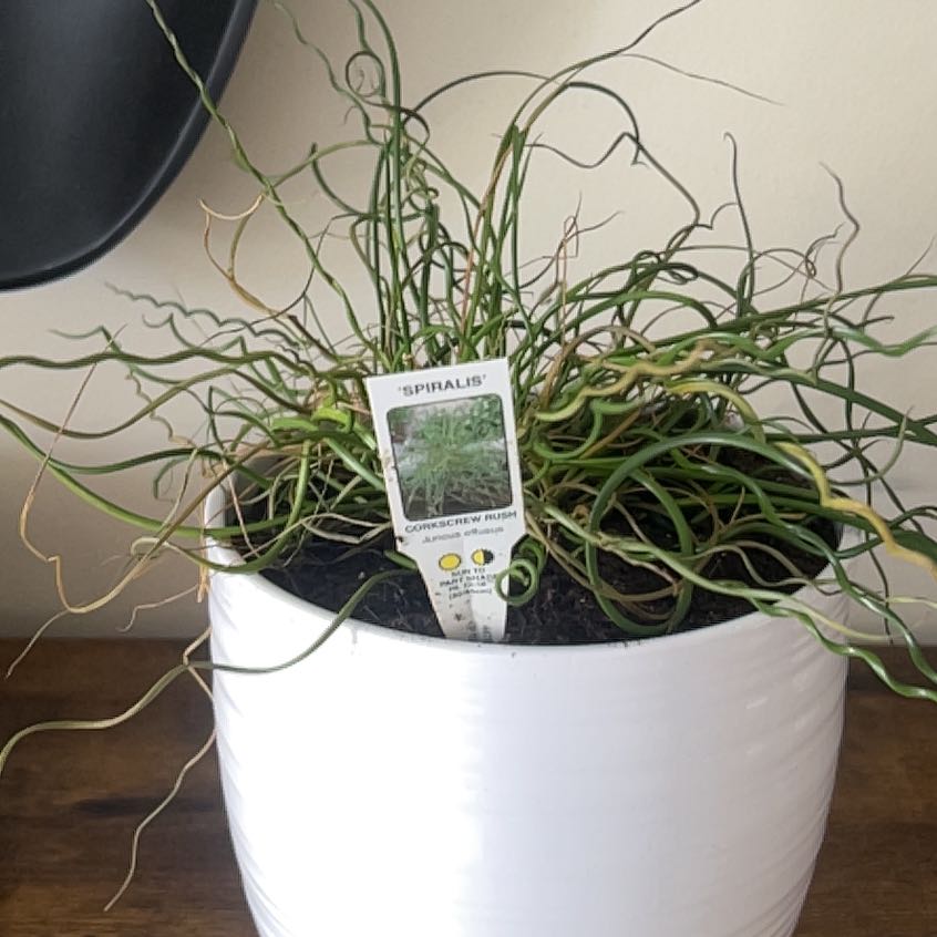 Photo of the plant species Crassula 'Spiralis' by @TryChamise25 named Rosa on Greg, the plant care app