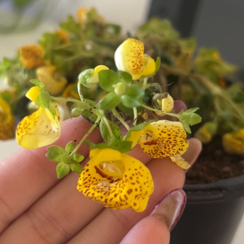 Photo of the plant species Orange Balsam by @TrustingDaisy80 named Orwell on Greg, the plant care app