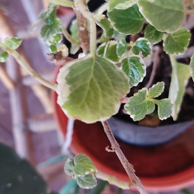 Photo of the plant species Swedish Ivy White Surf by @MatureLilacmist named ChloroPhil on Greg, the plant care app