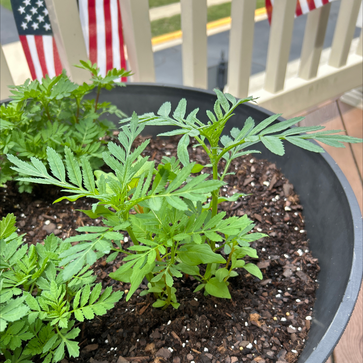 Photo of the plant species Mixed Flowers by @Machinegunlaff named Sol on Greg, the plant care app