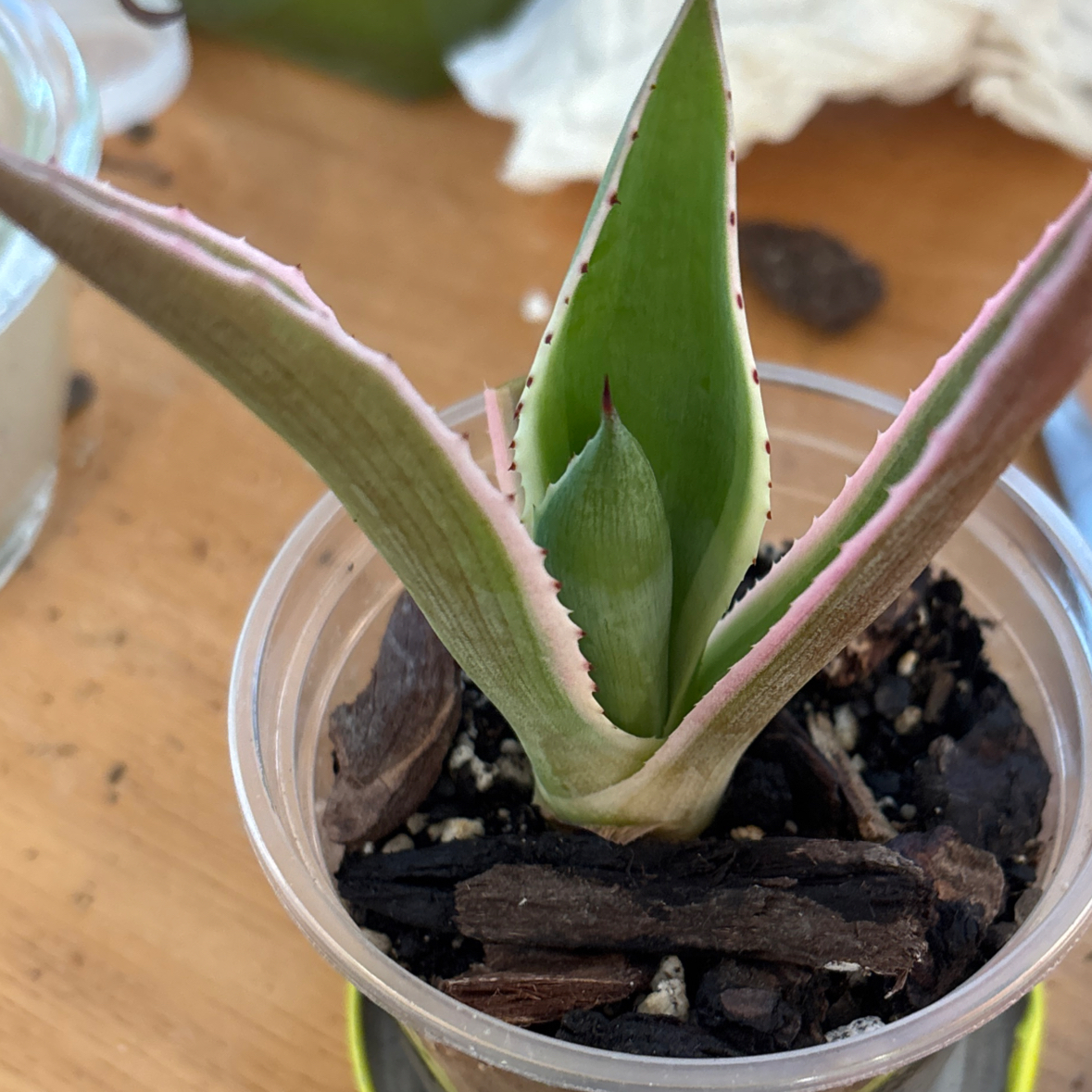 Photo of the plant species Agave desmettiana 'Variegata' by @DandyRedlog38 named Luna on Greg, the plant care app