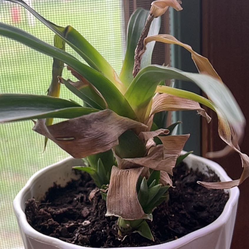 Photo of the plant species Pinapple by @SaluteJonquil38 named Curie on Greg, the plant care app