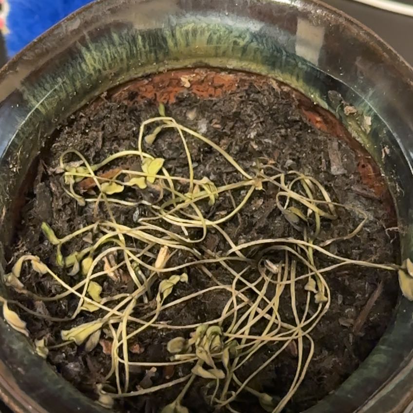 Photo of the plant species Sunflower by @BossTipa46 named Kardashian on Greg, the plant care app