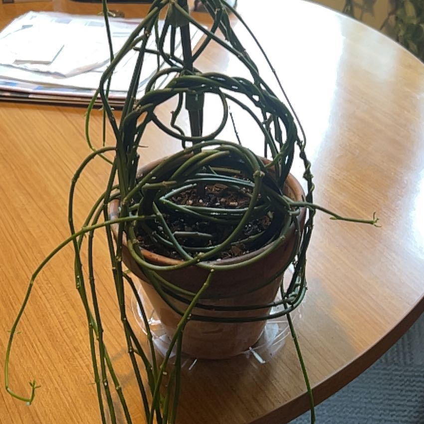 Photo of the plant species Bushman's Pipe by @FlashyRedtree67 named McKinley on Greg, the plant care app