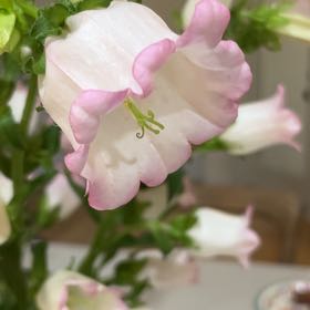 Photo of the plant species Canterbury Bells by @GrandPlanty37 named Ulysses S Plant on Greg, the plant care app