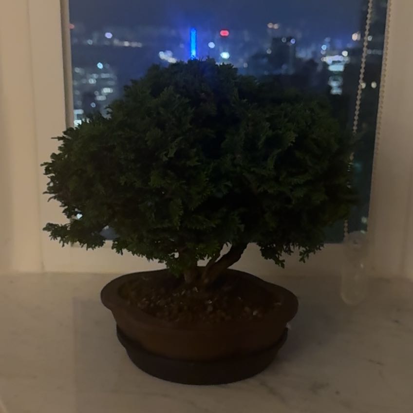 Photo of the plant species Dwarf Hinoki Cypress by @MeekBibi50 named Archie on Greg, the plant care app