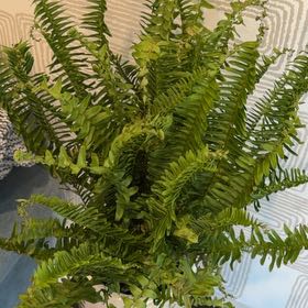Photo of the plant species Emerald Queen Fern by @PoetTearose48 named Denali on Greg, the plant care app