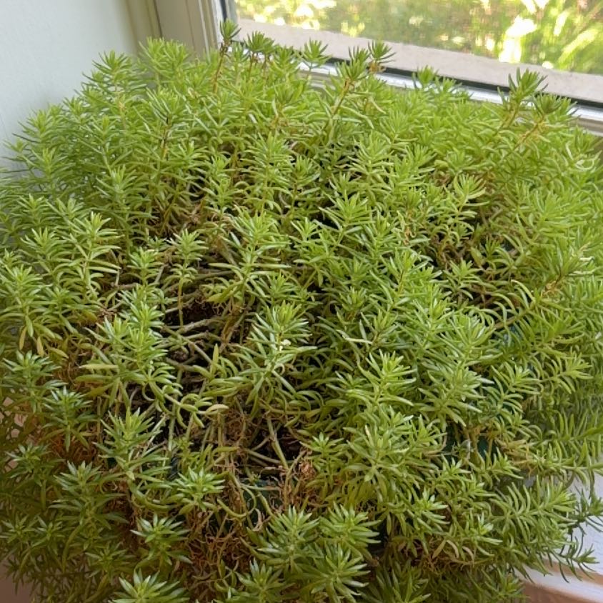 Photo of the plant species Annual Stonecrop by @PoetTearose48 named Sanders on Greg, the plant care app