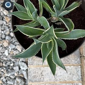 Photo of the plant species Variegated Agave celsii by @EagerBaibua5 named Morgan Treeman on Greg, the plant care app