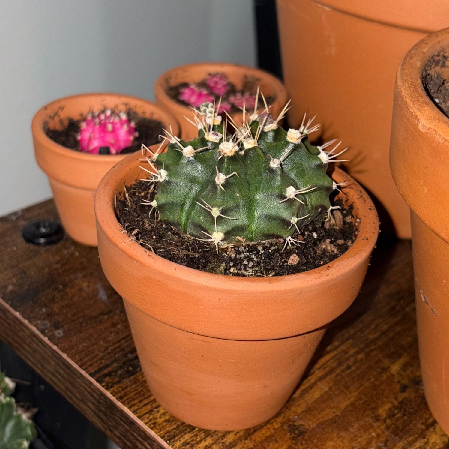 Photo of the plant species Ruby Ball Cactus by @EagerCutgrass61 named Duke on Greg, the plant care app