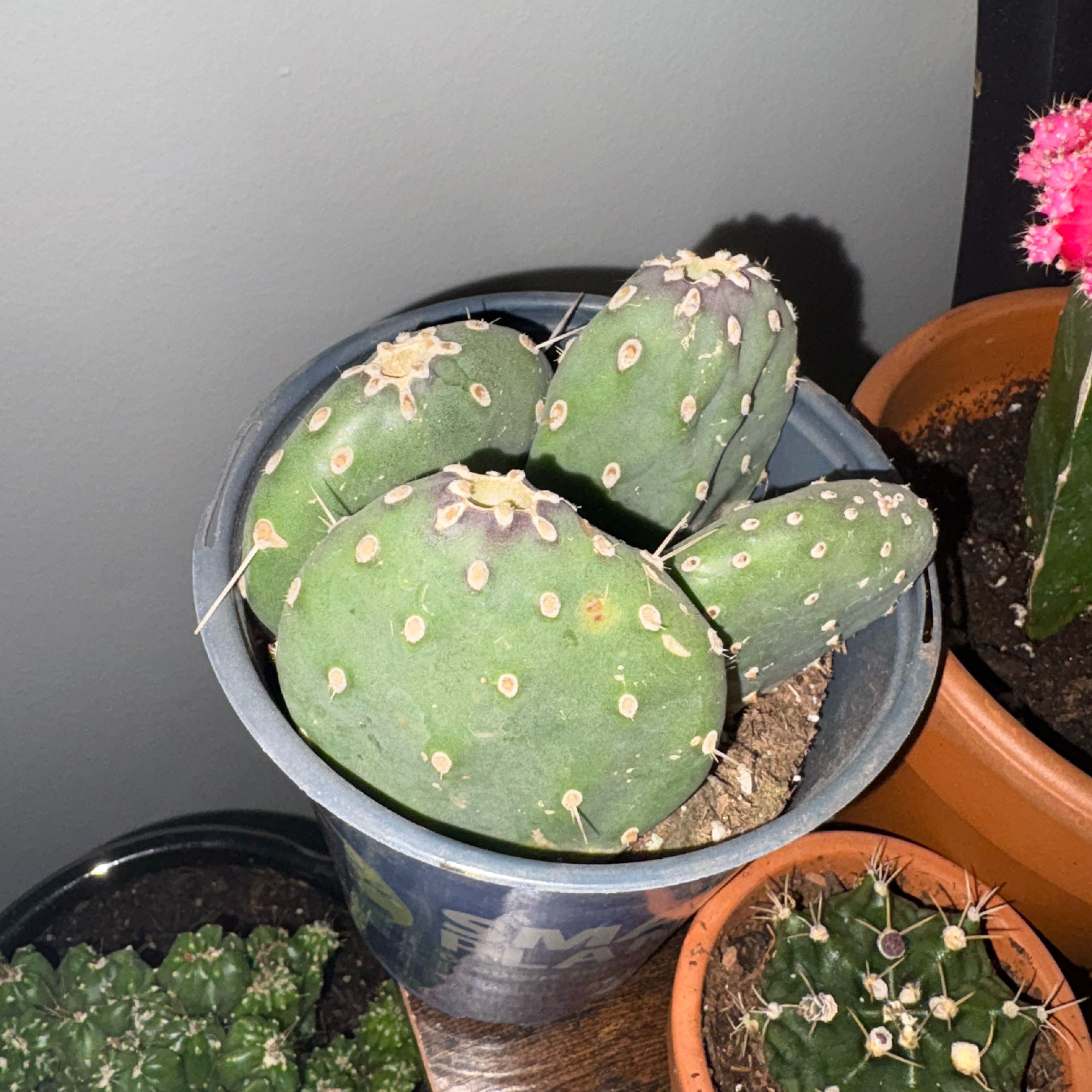 Photo of the plant species Opuntia quitensis 'Johnson's Hybrid' by @EagerCutgrass61 named Mollie on Greg, the plant care app