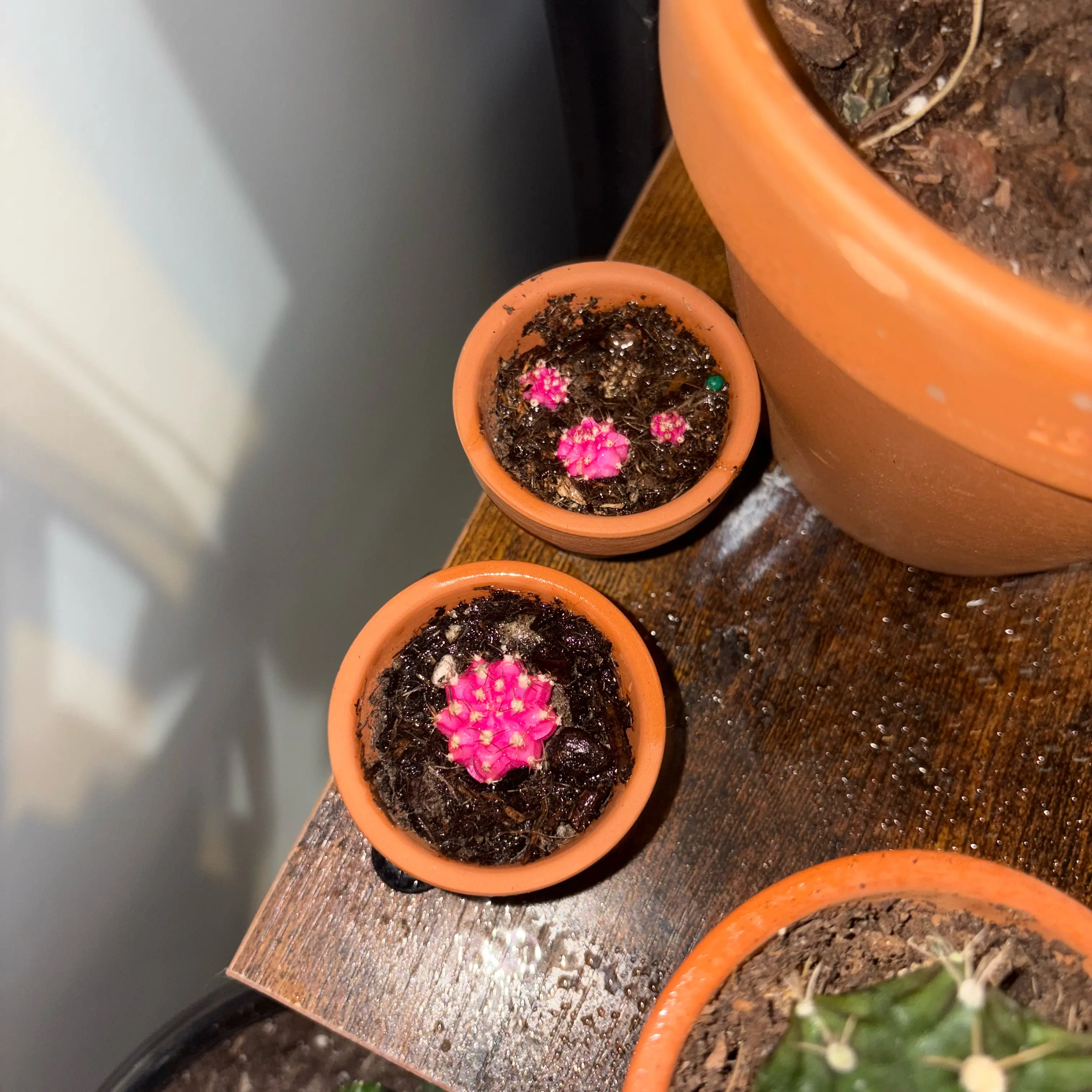 Photo of the plant species Ruby Ball Cactus by @EagerCutgrass61 named Orlando Bloom on Greg, the plant care app