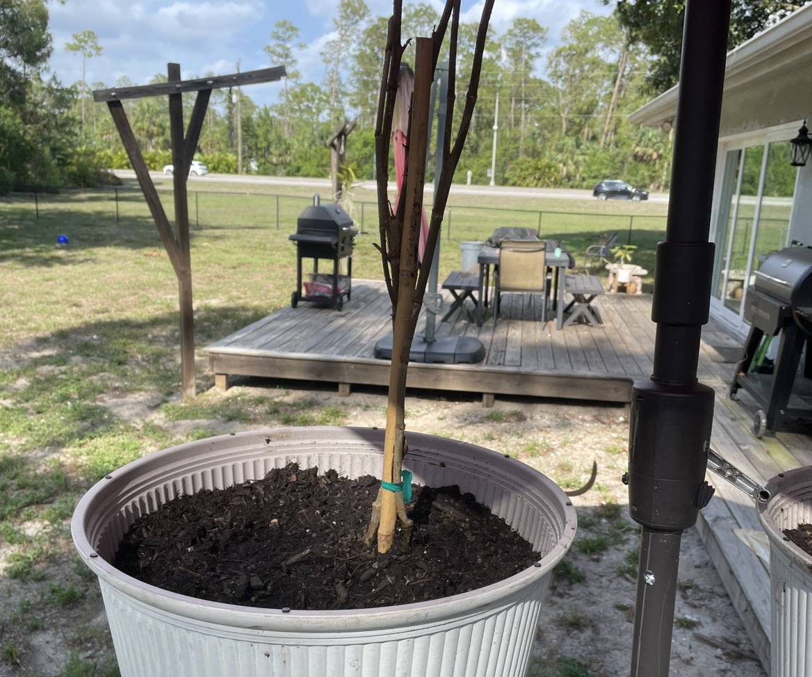 Photo of the plant species Tahitian Gardenia by @GroovyPigsqueak named G1 on Greg, the plant care app