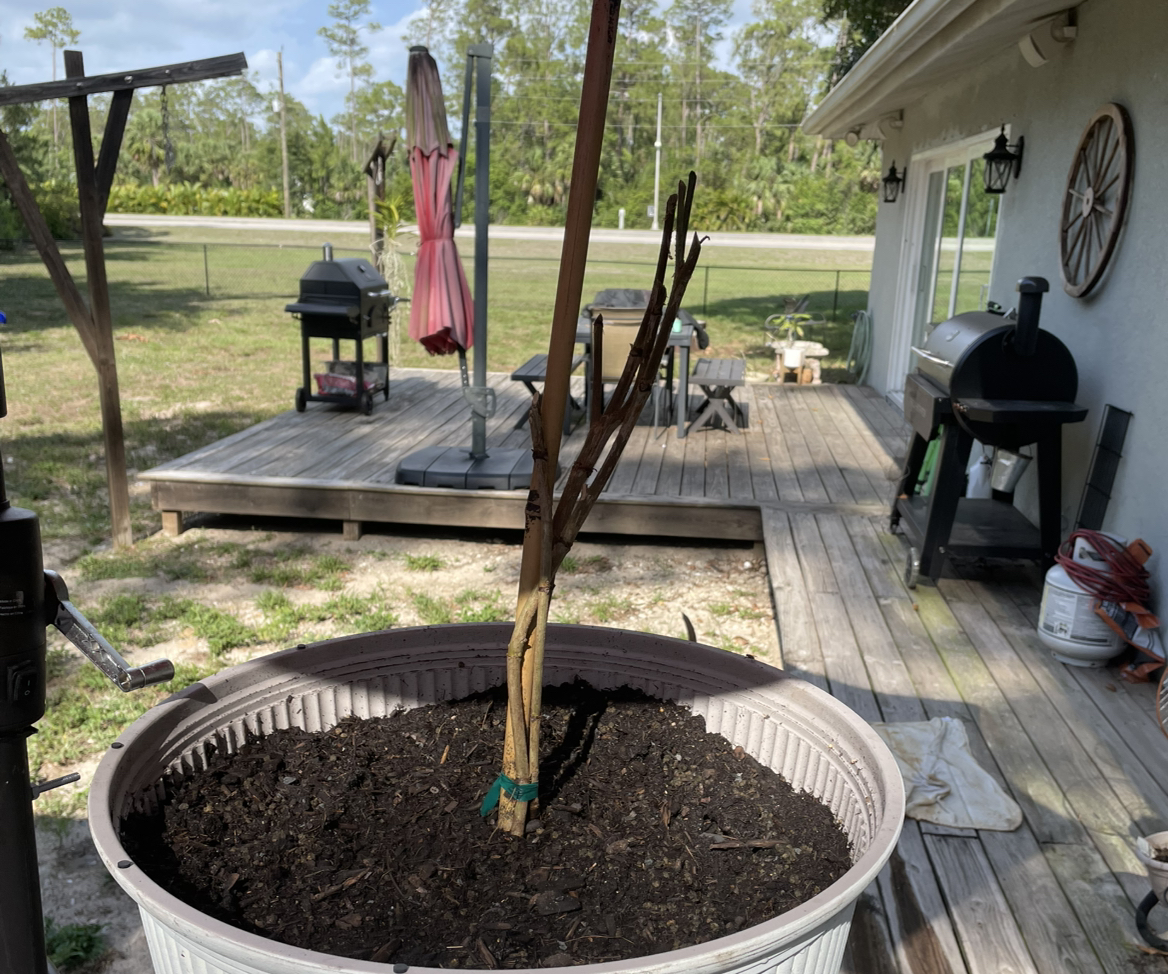 Photo of the plant species Tahitian Gardenia by @GroovyPigsqueak named G2 on Greg, the plant care app