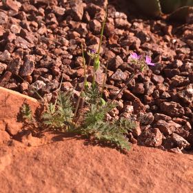 Photo of the plant species Common Stork's Bill by @HipSuriana96 named Volunteer on Greg, the plant care app