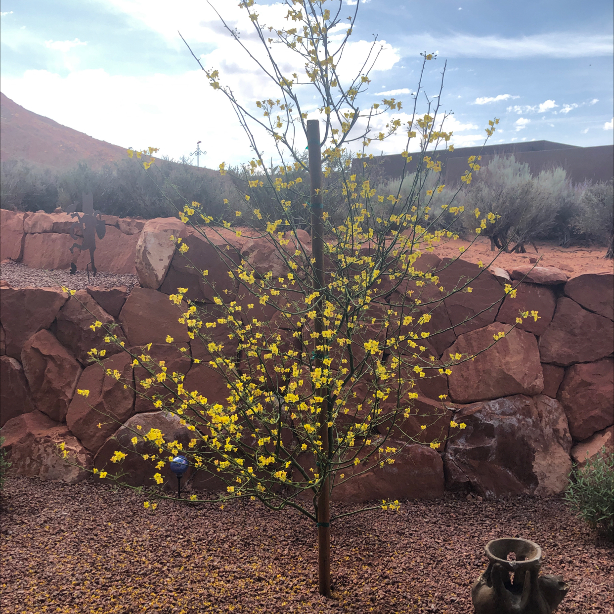 Photo of the plant species Desert Museum Palo Verde by @HipSuriana96 named Museum Palo Verde on Greg, the plant care app