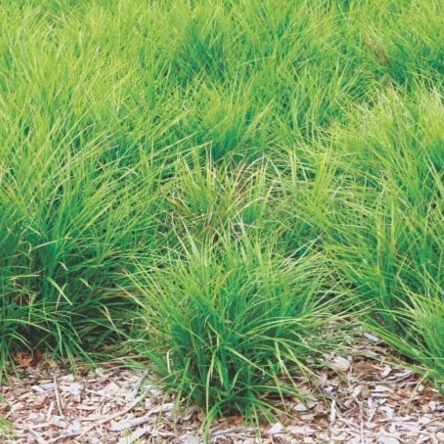 Photo of the plant species Palm Sedge by @SassyBuroak93 named Carex muskingumesnsis on Greg, the plant care app
