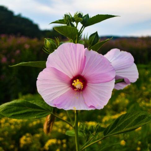 Photo of the plant species Luna Hibiscus by @SassyBuroak93 named Rose Mallow on Greg, the plant care app