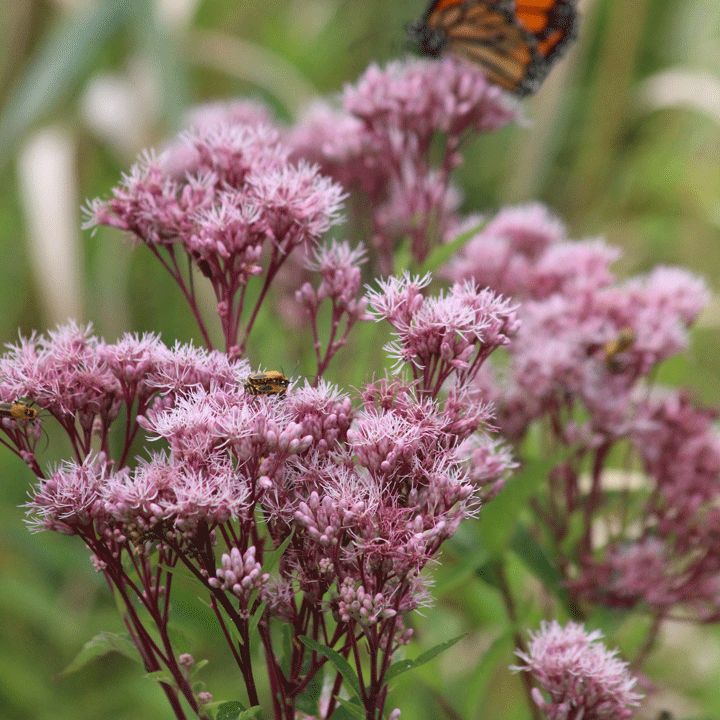 Photo of the plant species Joe Pye Weed 'Gateway' by @SassyBuroak93 named Athena on Greg, the plant care app