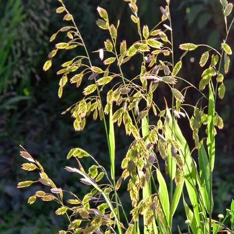Photo of the plant species Woodland Oats by @SassyBuroak93 named Sea Oats on Greg, the plant care app
