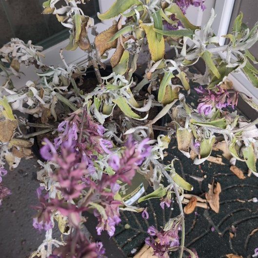 Photo of the plant species Canary Island Sage 'Lancelot' by @CivicRosequartz named Harry on Greg, the plant care app