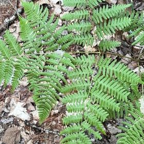 Photo of the plant species Bracken Fern by @UppermostTipa named Demi on Greg, the plant care app